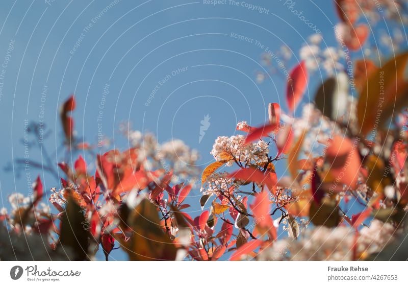 Glossy medlar with red leaves and white flowers in sunlight against blue sky Summer early summer June May Red White blossoms Blue Sky Sunlight high up Photinie