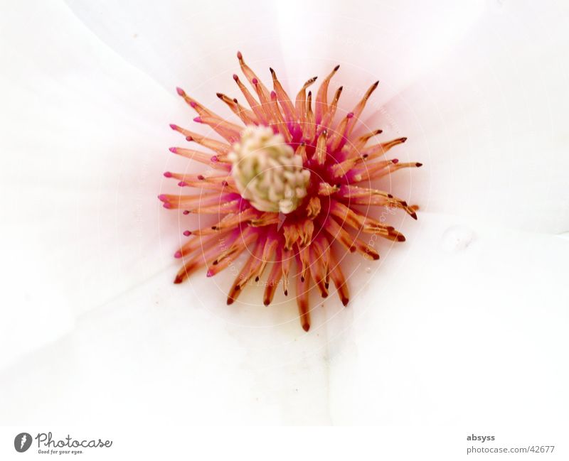 flower magic Blossom White Pink Calyx Leaf Blossom leave Flower Plant Delicate Spring Summer Nature Jump Macro (Extreme close-up) Dinghy Pistil Detail Orange