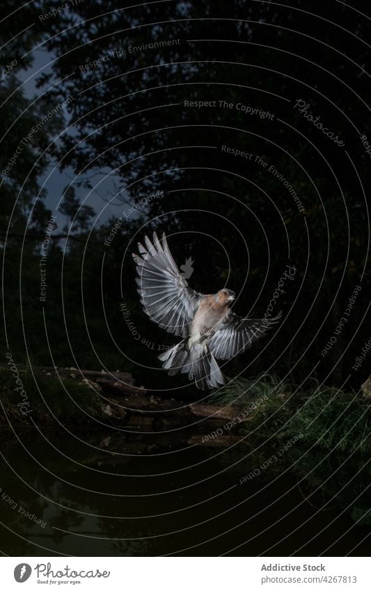 Gray bird with spread wings in dark forest nature night bird watching fly soar fauna avian darkness wildlife ornithology habitat twig specie animal above ground