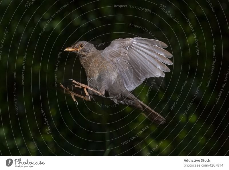 Gray bird with spread wings in dark forest nature night bird watching fly soar fauna avian darkness wildlife ornithology habitat twig specie animal above ground