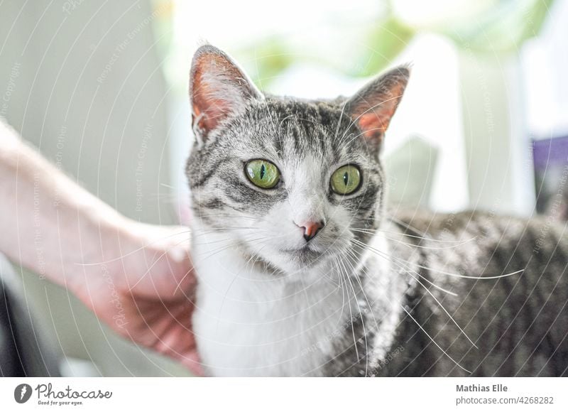 Cat with big green eyes gets petted Animal Pet Stroke Small Pelt Whisker kitten Head selective focus blurriness best friend Cozy pussy Muzzle cute creature