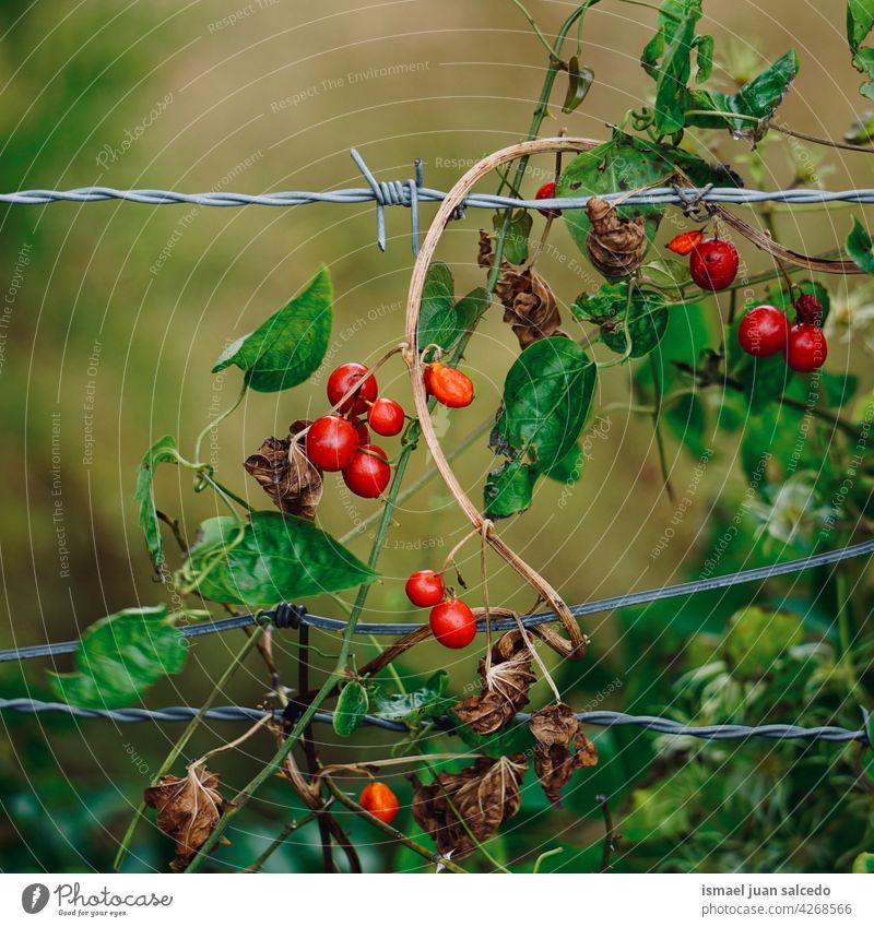 green leaves on the barbed wire fence plants foliage nature security protection outdoors field vegetation Barbed wire Barbed wire fence Border Barrier