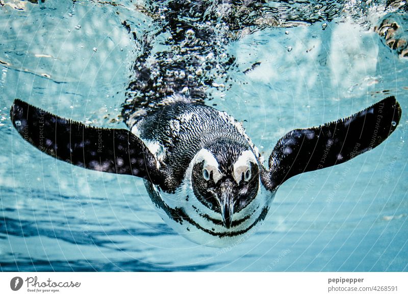 Humboldt penguin in the water Penguin Animal Water Zoo Swimming & Bathing Colour photo Aquarium Dive 1 Animal portrait Underwater photo Wild animal Blue Ocean