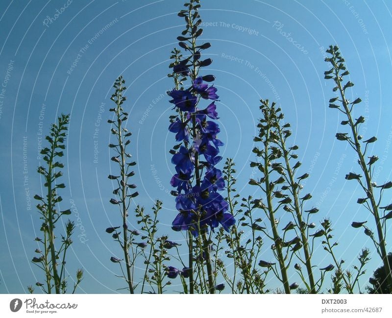 Under a blue sky Violet Plant Flower Nature Sky Blue