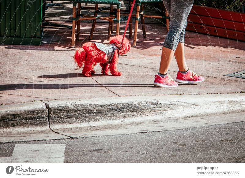 partnerlook Red Red-haired red hair red shoes Dog Dog's head Dog lead Dog collar dogs Dog's snout Pelt Coat color Coat care fur jacket fur cap Colour photo Pet