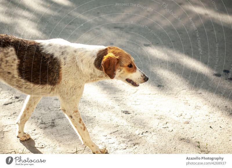 A white homeless dog with ginges spots walking in the street ginger red stray shadows canine bone animal unprotected cute pet brown nature young mammal puppy