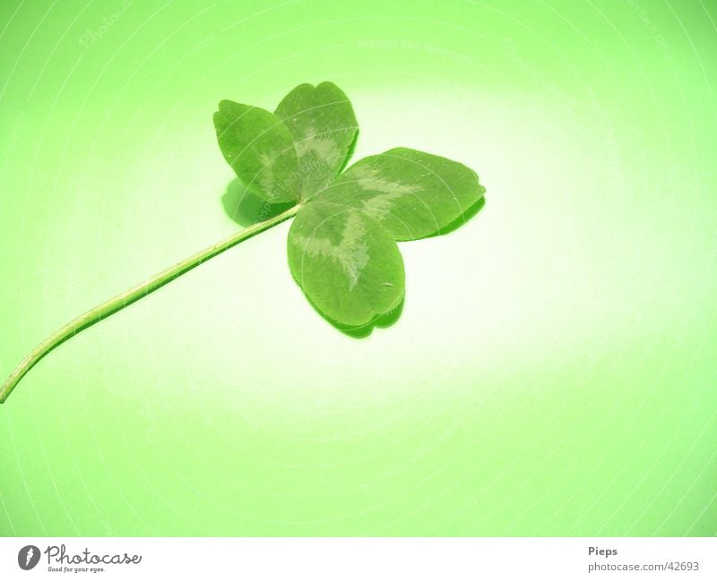 four-leaf cloverleaf Colour photo Interior shot Close-up Copy Space bottom Neutral Background Artificial light Happy Plant Meadow Sign Green Desire Cloverleaf