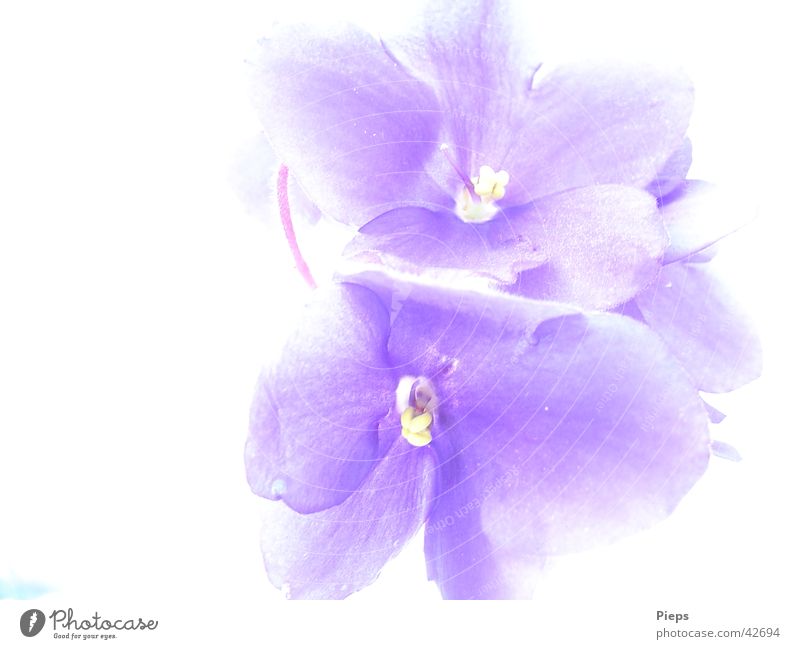 Usambara violet blue flowers Colour photo Interior shot Macro (Extreme close-up) Copy Space left Neutral Background Nature Plant Flower Blossom Blossoming Blue