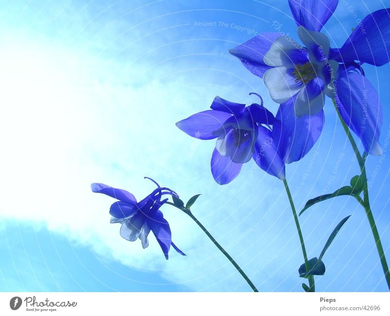 triplets Colour photo Exterior shot Copy Space left Summer Garden Sky Spring Flower Blossom Blossoming Blue Spring fever Transience 3 Aquilegia Day