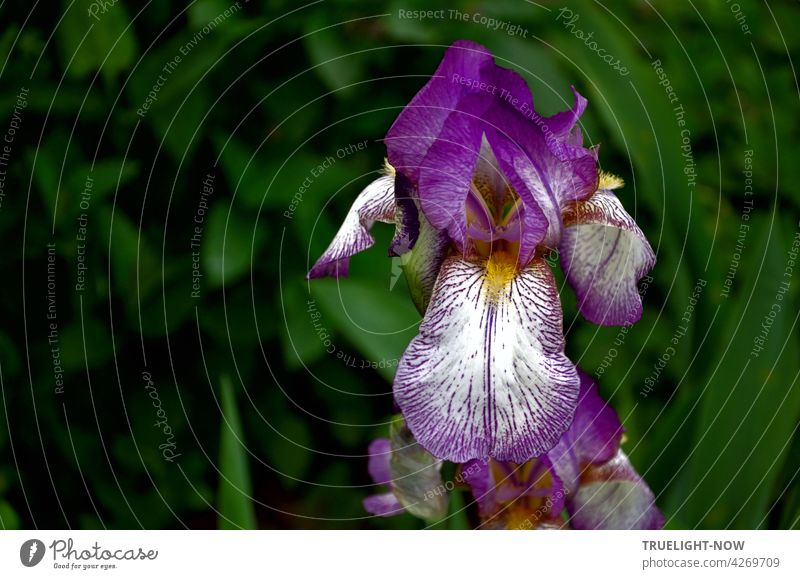 In the close-up, a luminous iris blossom proudly presents itself devotedly at its very sensual climax, letting the leafy green disappear in the darkness of the background