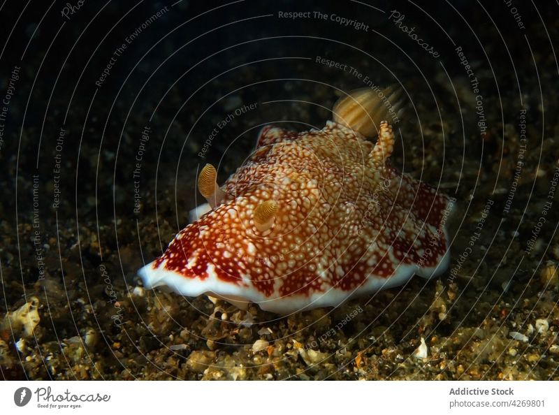 Nudibranch on rough bottom in sea water mollusk nudibranch animal fauna gastropod carnivore aqua habitat ornament sea slug ocean predator underwater tentacle