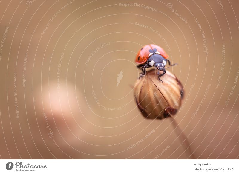 balance Nature Plant Summer Flax Animal Beetle 1 Brown Gold Orange Red Happy Colour photo Exterior shot Close-up Macro (Extreme close-up) Deserted