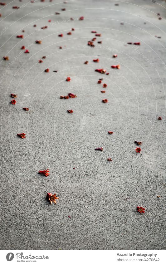 Fallen unripe pomegranates on an asphalt road grey fall fallen fruit no business industry harmful waste matter crisis small ecology ecological dirt air