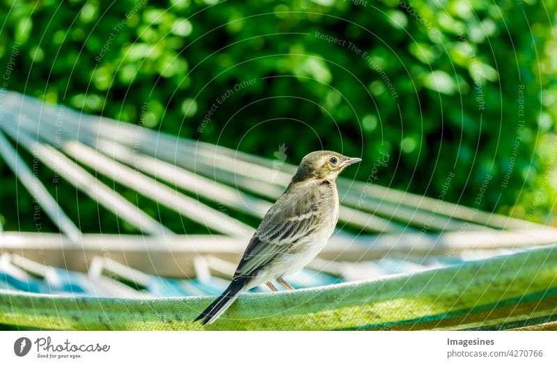 Relaxing on the hammock. Baby wagtail (Motacilla alba) young bird in the garden, in the sunlight relaxation Hammock Wagtail Young bird Garden Sunlight Alba