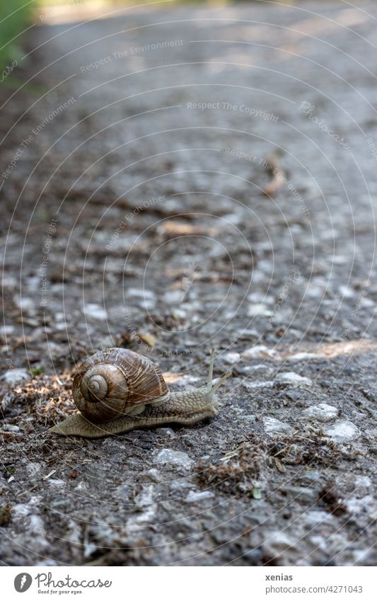 Slowly a snail crosses the asphalted road Crumpet escargot Animal Street Snail shell Asphalt Gray Brown patience Dangerous Feeler Round Small