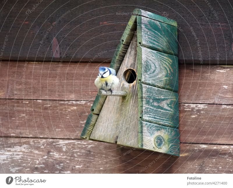 The little titmouse really puffs herself up in front of her new apartment. This is my bird house she calls out to the competitors. Tit mouse Bird Feather Beak