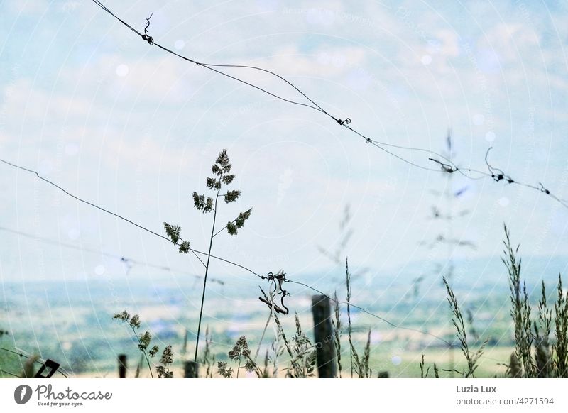 In the vineyards, light, grass and sky Light Grass Sky Silhouette Blue Clouds Sun Summer Back-light Sunlight grasses Wire Vineyard Beautiful weather Landscape