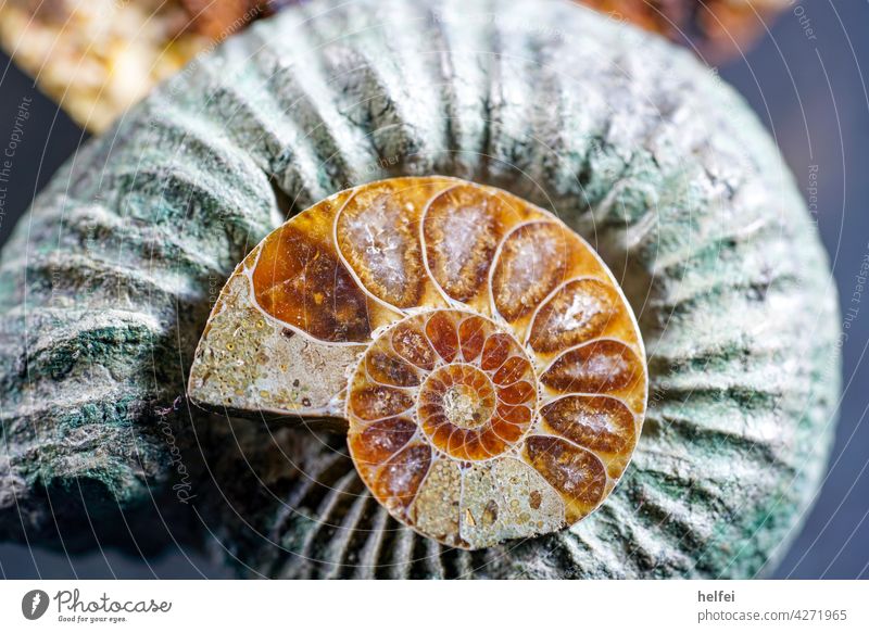 fossilized skeleton of an octopus , ammonite one big and one small the small one is smooth polished Fossil Ammonite Gray Stone Old stone core