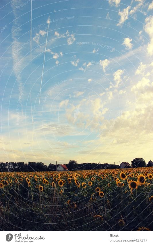 vive la france Landscape Sky Summer Beautiful weather Contentment Sunflower Field France Colour photo Exterior shot Copy Space bottom Day Deep depth of field