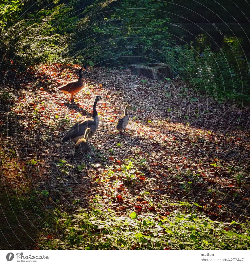 evening stroll Evening To go for a walk Family Chick Canadian goose Sunlight Back-light Exterior shot Colour photo Light Landscape Shadow Deserted