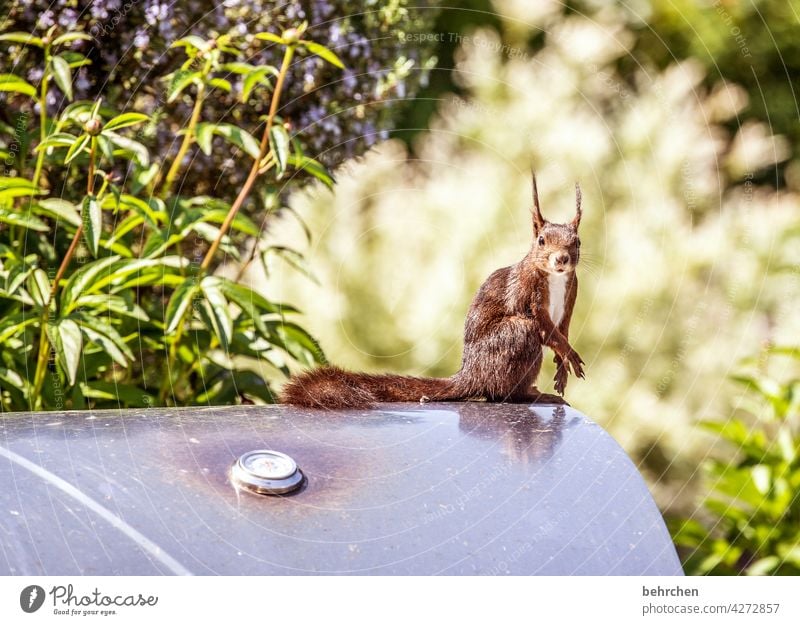 barbecue food Animal portrait Animal face Love of animals Colour photo Cute Deserted Exterior shot Curiosity Observe Squirrel Garden Barbecue (apparatus) Brash