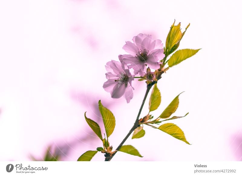 Spring Cherry naturally Pink Blossom petals Hanami sakura spring feeling sunny colourful Spring day sunny spring day Blossoming blossom Cherry Blossom Festival