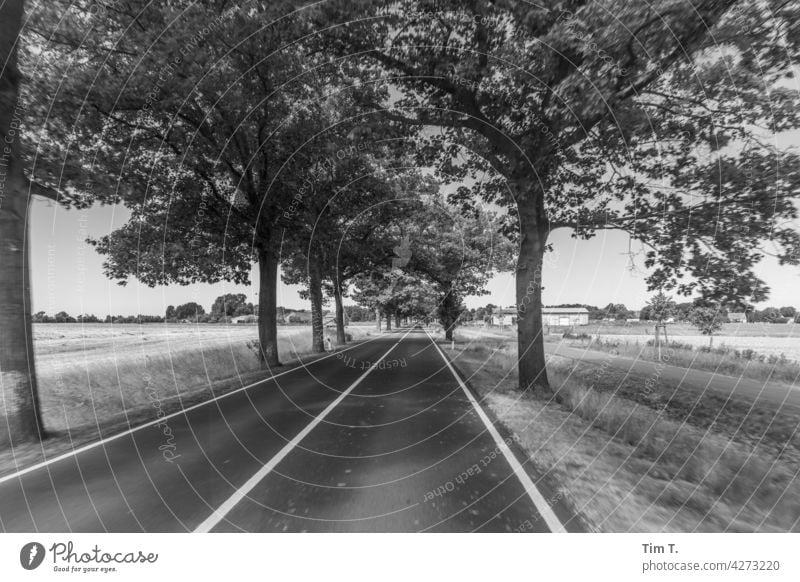 an avenue in Brandenburg Avenue Tree Lanes & trails Street Nature Landscape Exterior shot Deserted Environment Central perspective Copy Space bottom