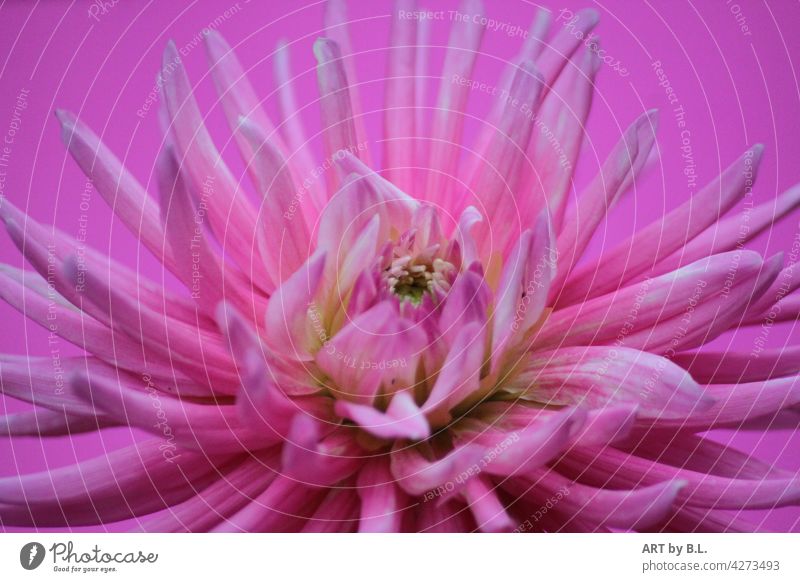 dahlia in bloom pink Pink purple Blossom Flower Close-up colored petals