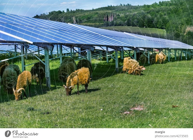 Sheep grazing under a solar plant sheep Meadow graze Solar cell Herd Nature Solar Energy Solar system solar energy Renewable energy Energy industry Solar Power