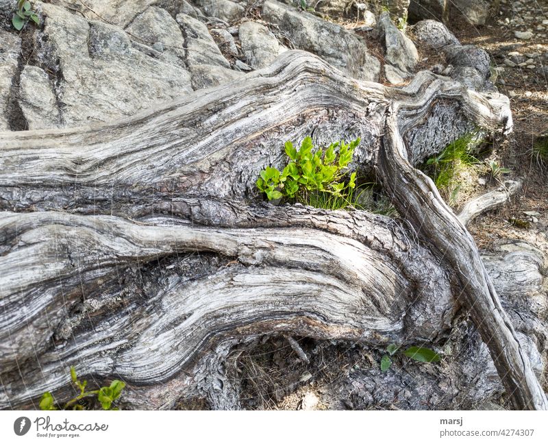 Fresh, young blueberry plants thrive and grow. Protected by mighty, weathered roots at the edge of the path. Plant new life Green Weathered Hope naturally Small