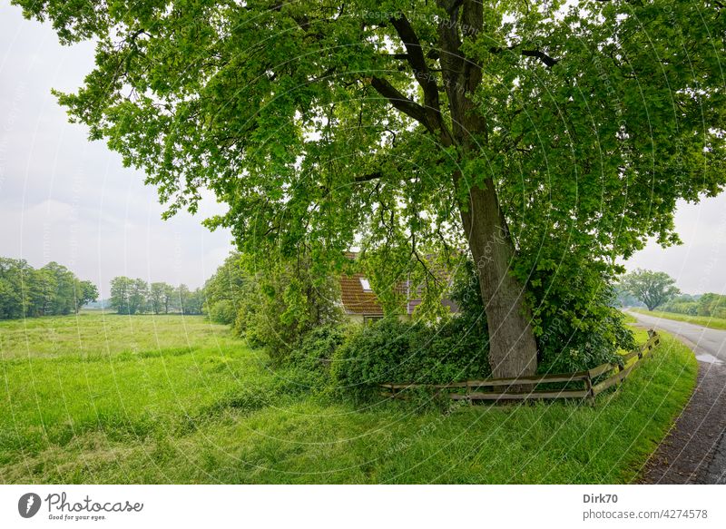 Living in the green - a house surrounded by meadows under a really big tree House (Residential Structure) Tree trunk in the country live in the country Green