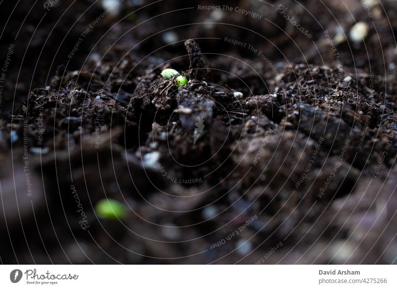 Closeup of Basil Seedling Growing Under Mound of Dirt Standing Up seedlings basil genovese genovese basil Ocimum basilicum sweet basil growth gardening baxaicò