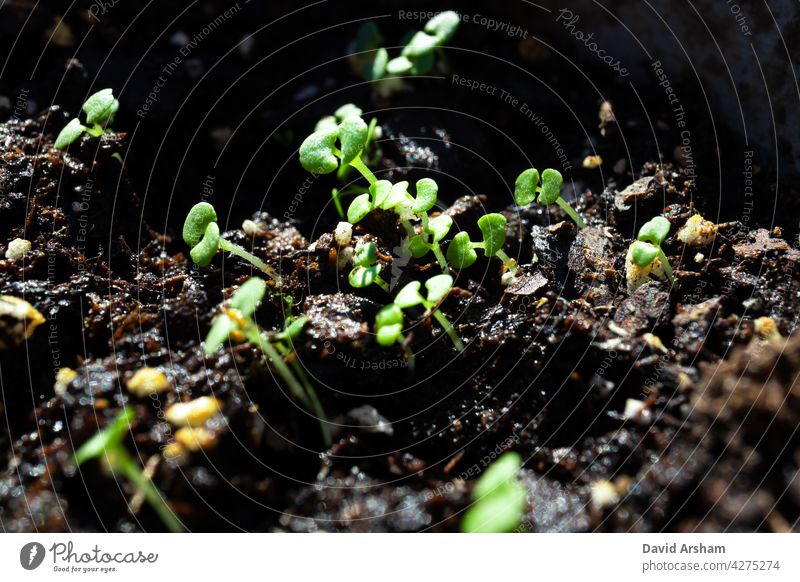 Macro Closeup of Basil Seedlings Facing Toward Light on Left seedlings basil genovese genovese basil Ocimum basilicum sweet basil growth gardening baxaicò