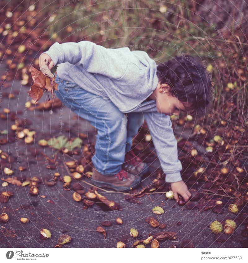 gathering Child Boy (child) Infancy Life 1 Human being 3 - 8 years Environment Nature Autumn Joy Chestnut Collection Lift Colour photo Exterior shot Full-length