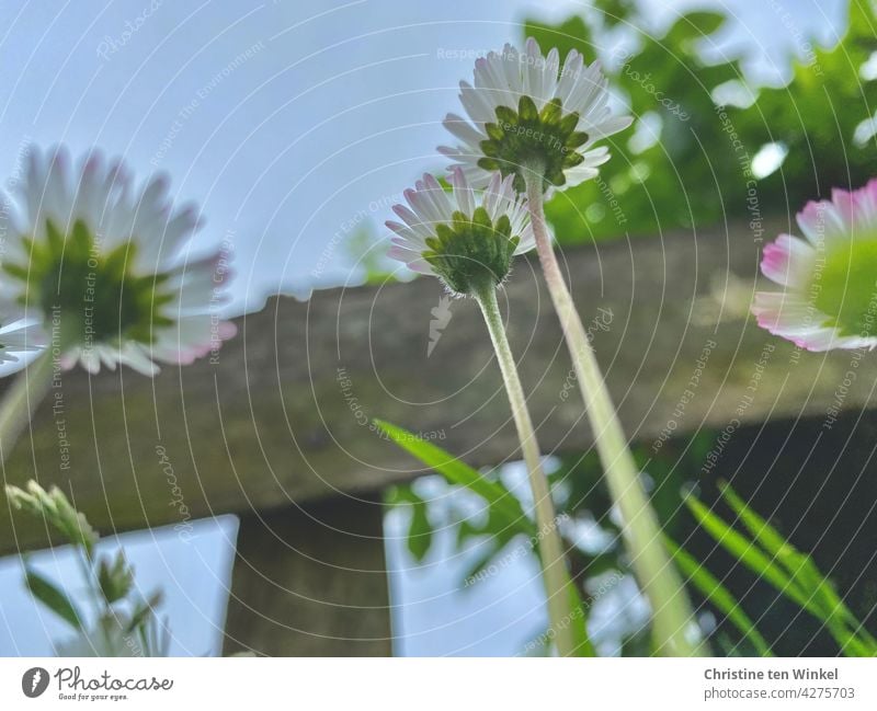 Daisies in front of a wooden fence look up to the blue sky Daisy Bellis perennis little flowers White Spring Spring fever Flower Pink Cute Small Modest dear