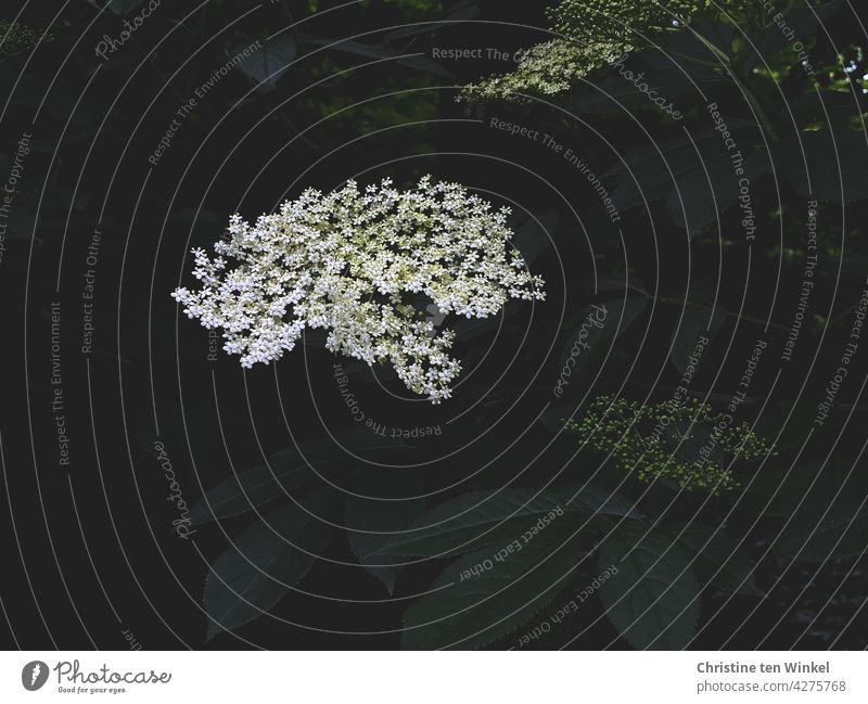 White fragrant flower of the black elder / lilac berry / elder / Sambucus nigra Elderflower black elderberry Green holler elder bush lilac berries Blossom