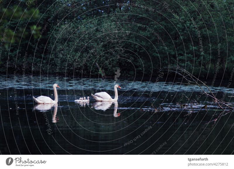 Swan Family swan family Chick Bird Baby animal Exterior shot Deserted Animal portrait Day Wild animal Copy Space top young generation Animal family Cute