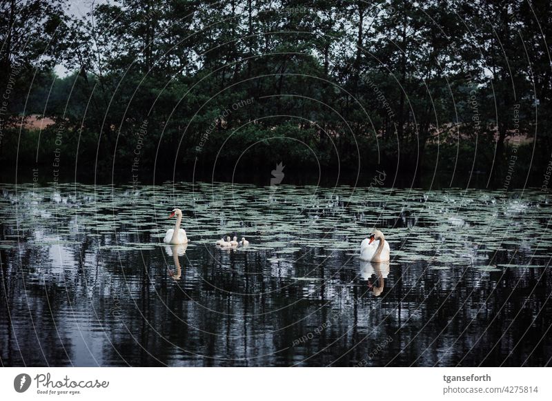 Swan Family swan family Chick Bird Baby animal Exterior shot Deserted Animal portrait Day Wild animal Copy Space top young generation Animal family Cute