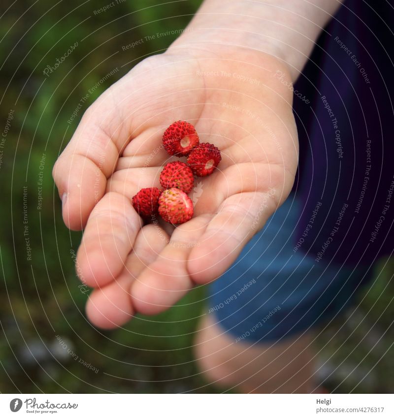 freshly picked wild strawberries in the hand of a child Wild strawberries Fruit Wild plant Forest fruit Hand Children`s hand Close-up stop Colour photo