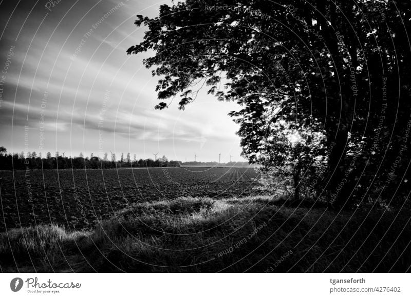 Sunset over a potato field Potatoes acre Agriculture Sunset sky Sunset Landscape sunset mood Northern Germany Potato field Exterior shot Evening Twilight Dusk