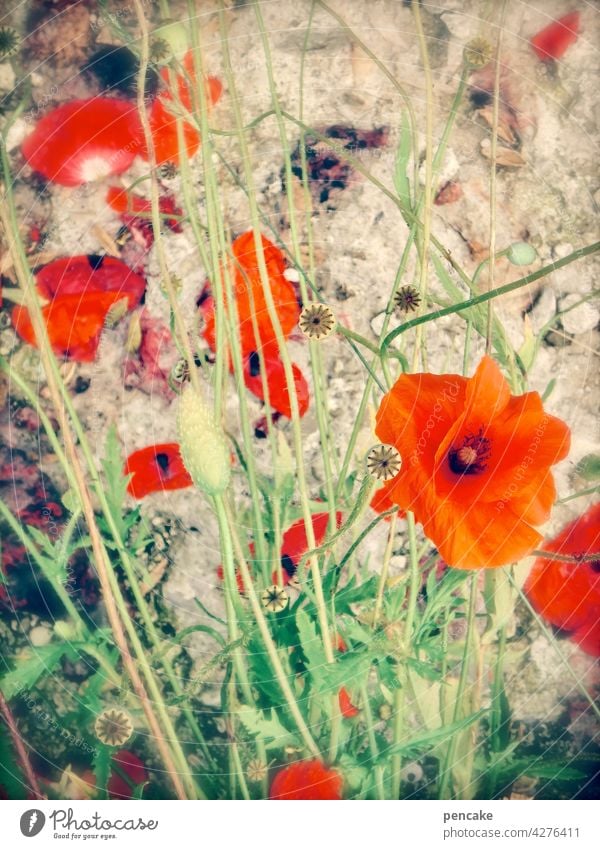 mohntag am mittwoch Mohn Blüte rot bunt Feld Natur Garten blühen wachsen natürlich Nahaufnahme