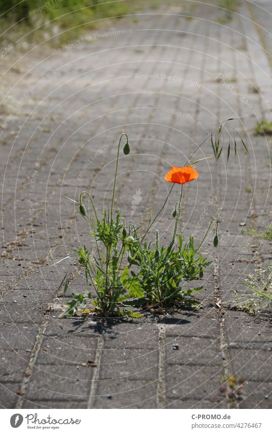 Poppies bloom on sidewalk Poppy Poppy blossom off break through Nature Town urban Blossom Corn poppy