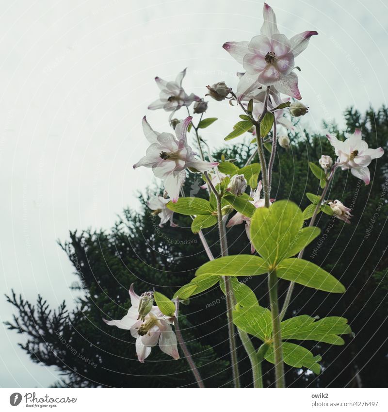 unfolding Flower Blossom Spring Nature Ambitious Growth Green Ease liveliness Fresh Flash photo Outdoors petals spring flowers Leaf colourful heyday Idyll