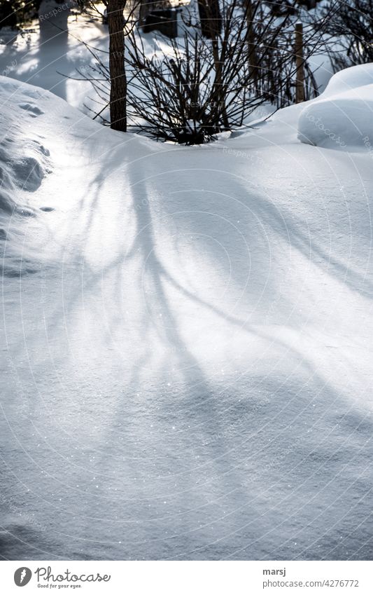 Finest shadows of a tree on a pristine blanket of snow. pristine nature Tree Winter vacation Abstract Snowfall Purity Sunlight Structures and shapes naturally