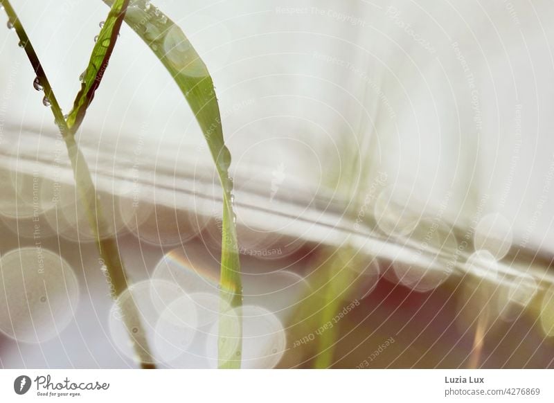 Blade of grass, guardrail and light after the rain Grass blade of grass blades of grass Rain Drop Light Sun Reverberation Reflection reflection raindrops Green