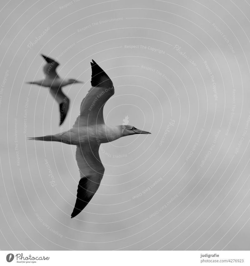 Two gannets in flight Northern gannet Bird Flying Ocean Sea bird Boobies elegance Grand piano Sky Wild animal Animal Nature Freedom Environment Couple two