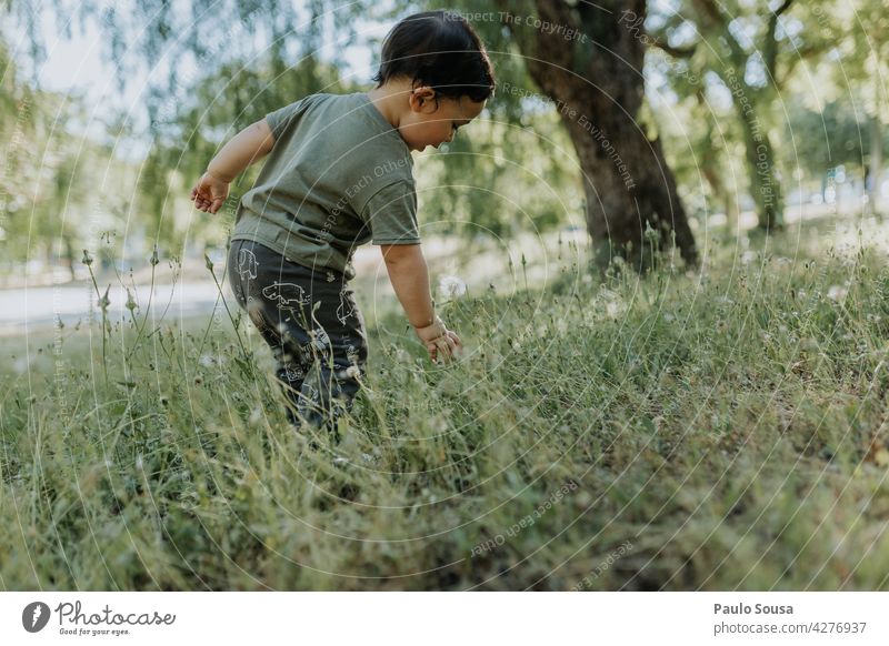 Child picking dandelion childhood 1 - 3 years Day Happiness Childhood memory Colour photo Playing Joy Human being Toddler explore Nature Curiosity