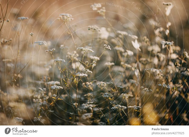 Wild white flowers Wild plant Flower Summer Exterior shot Meadow Environment Blossom Plant Nature Day Blossoming background Shallow depth of field Fragrance