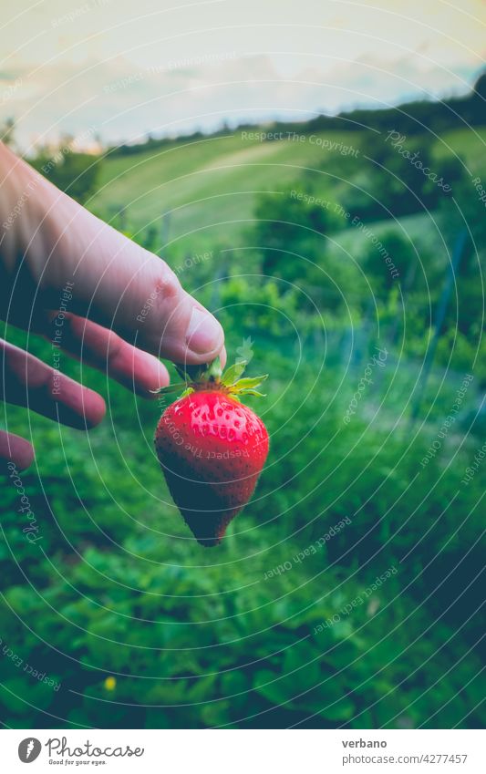 Hand of caucasian farmer showing a fresh organic strawberry fruit just picked against the green strawberry fields summer agriculture ripe red garden hand plant