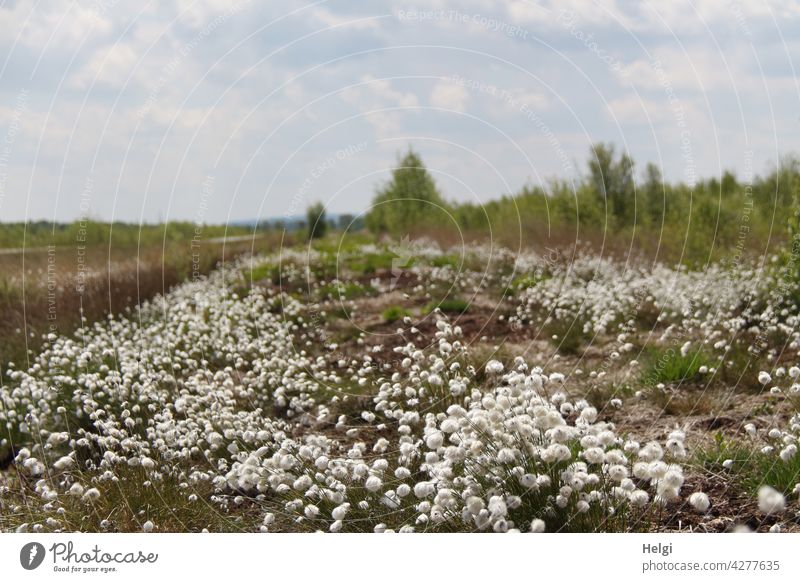 Fruit stand on cotton grass (Eriophorum) in a bog Cotton grass Bog Fen marshland Seed head fertile condition eriophorum Sour grass Floral sheath threads